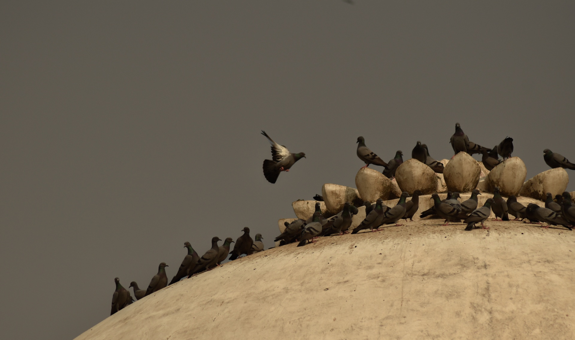 Pigeons gathered on a whitewashed dome