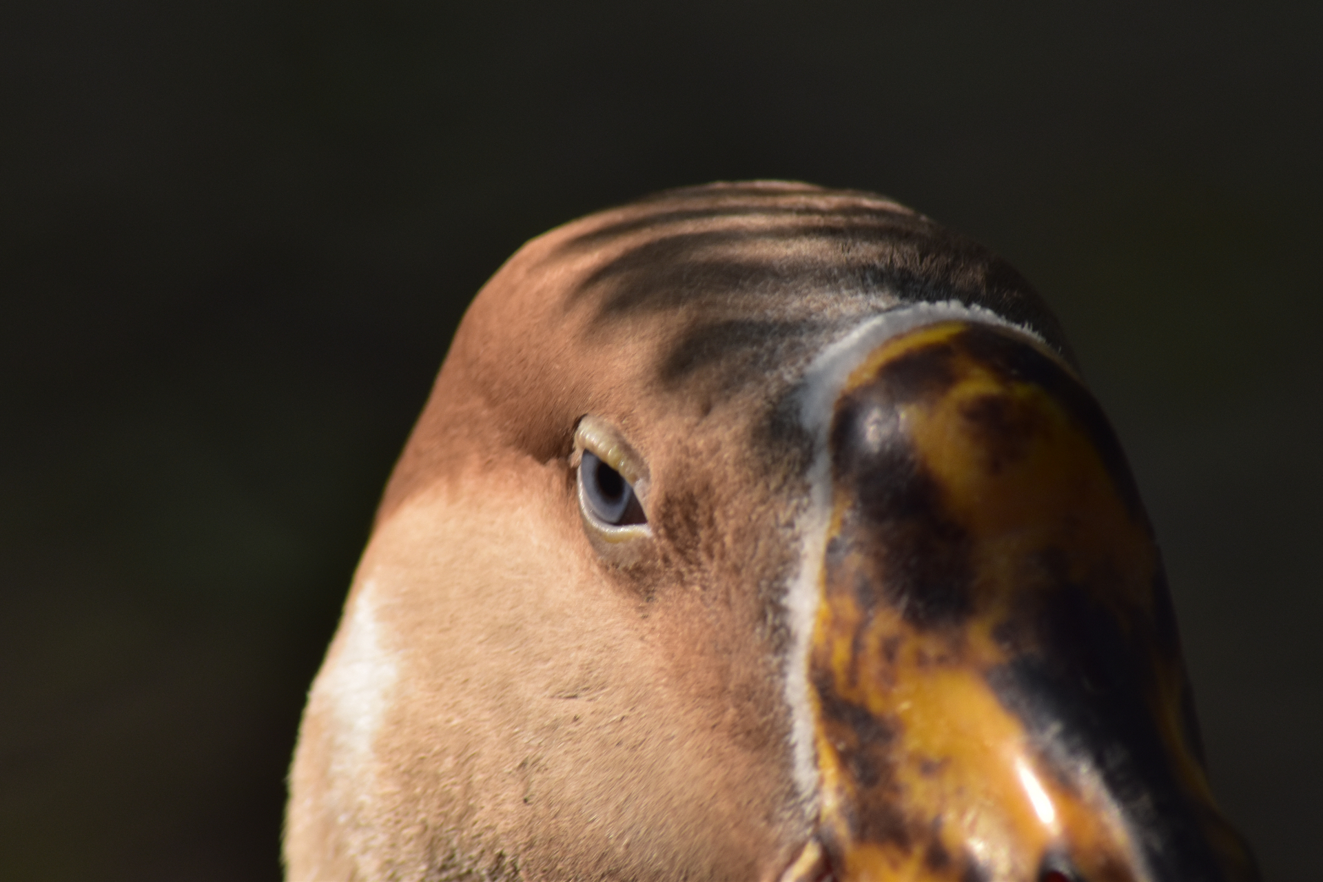 Close portrait of a goose in golden light